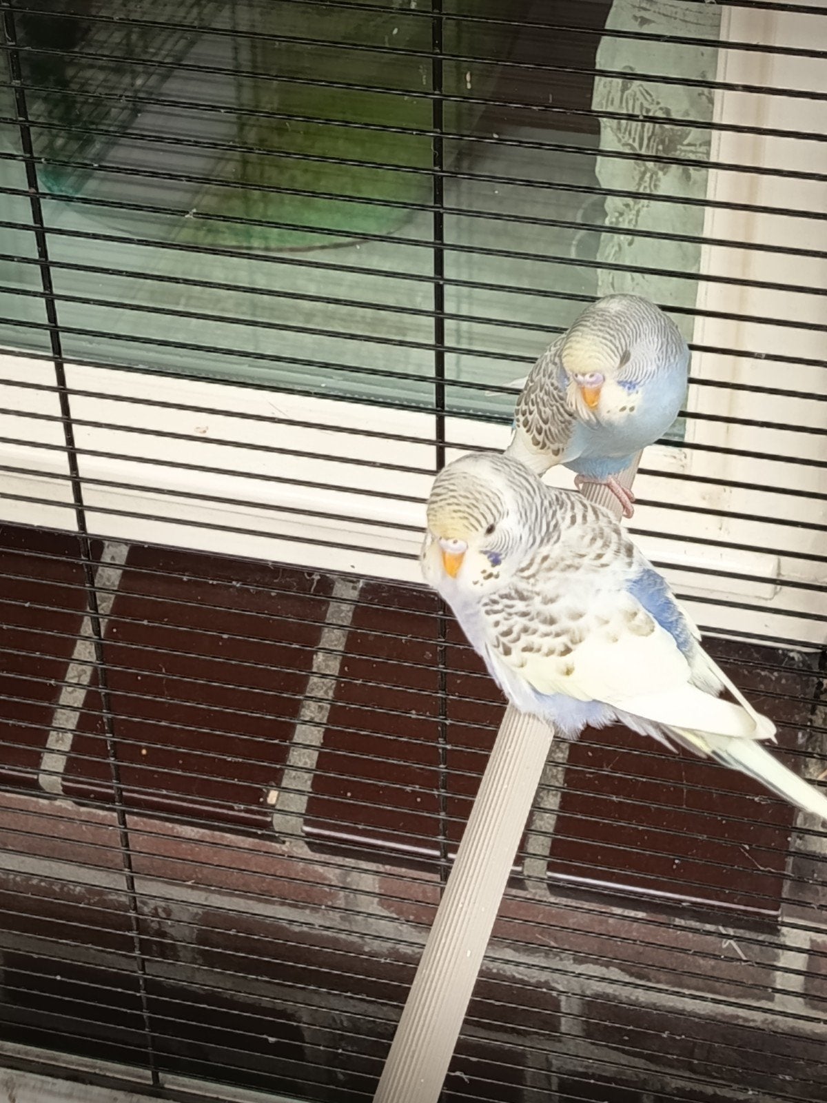 2 jonge grasparkietjes net uit het blok, Meerdere dieren, Parkiet, Tam