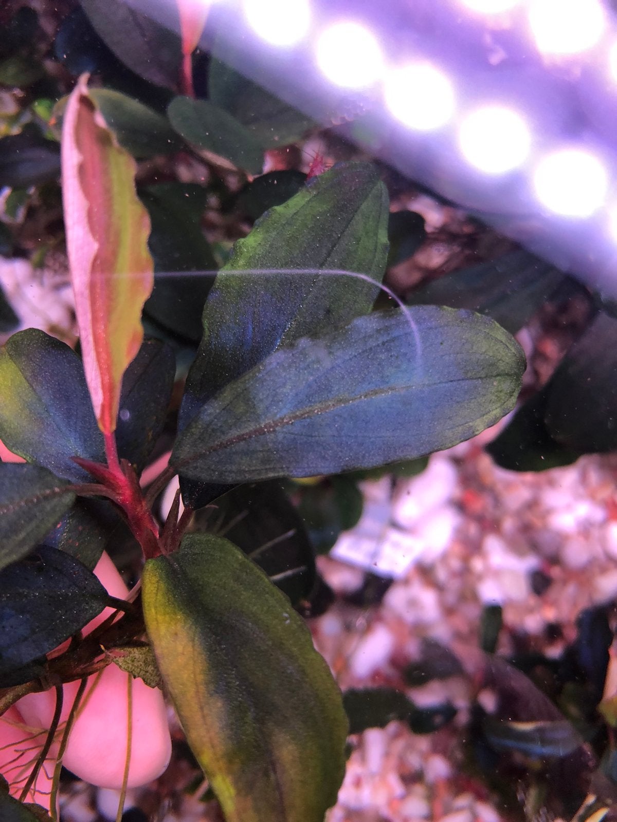 Bucephalandra Shine Blue, Ophalen of Verzenden, Volle zon