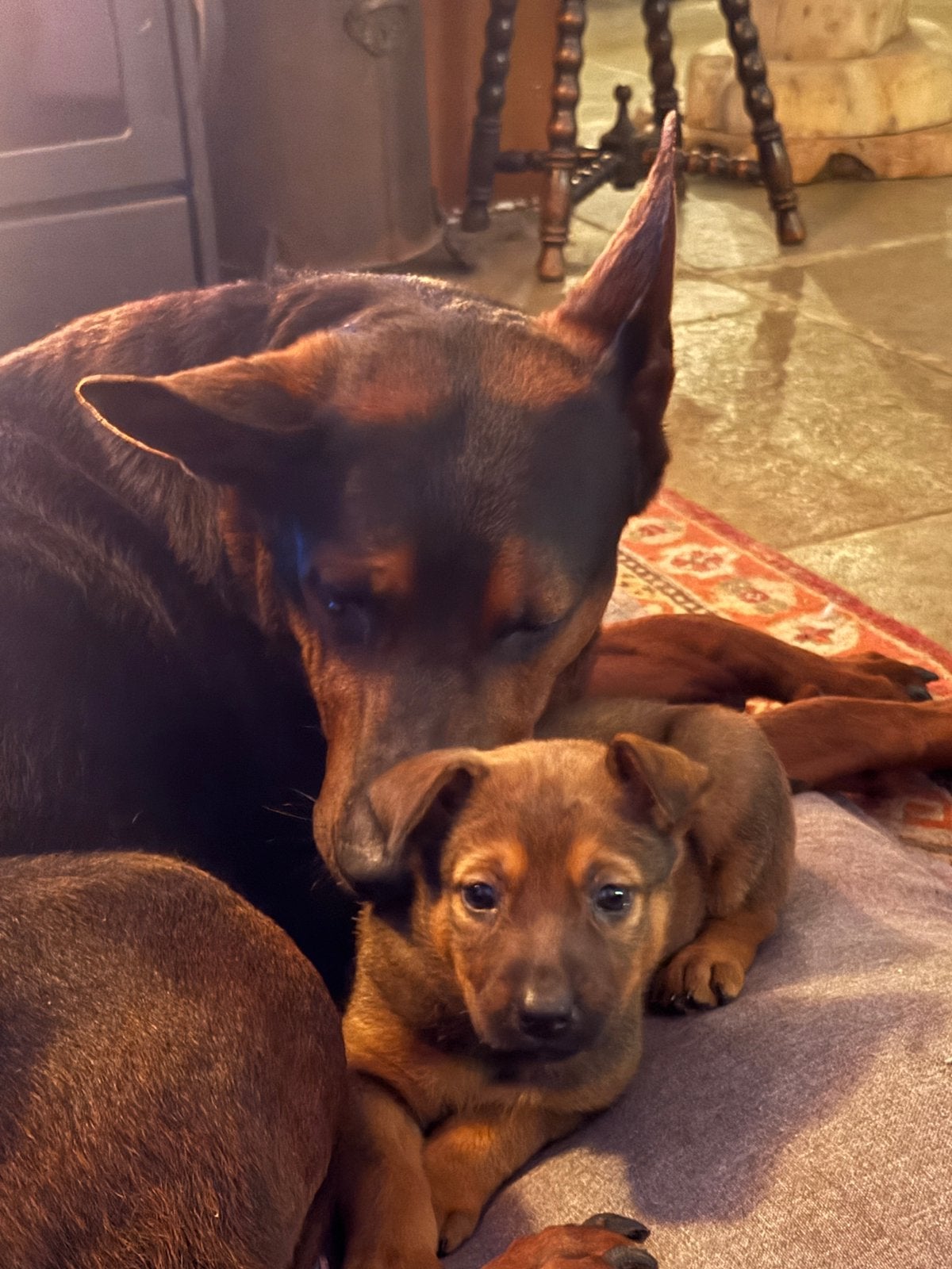 Mooie Laizhou Hong Mali pups, Dieren en Toebehoren, CDV (hondenziekte), 8 tot 15 weken, Meerdere, Meerdere dieren