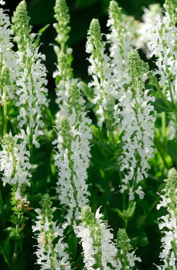 Salvia nemorosa schneehugel P9, Ophalen of Verzenden, Vaste plant, Overige soorten, Halfschaduw