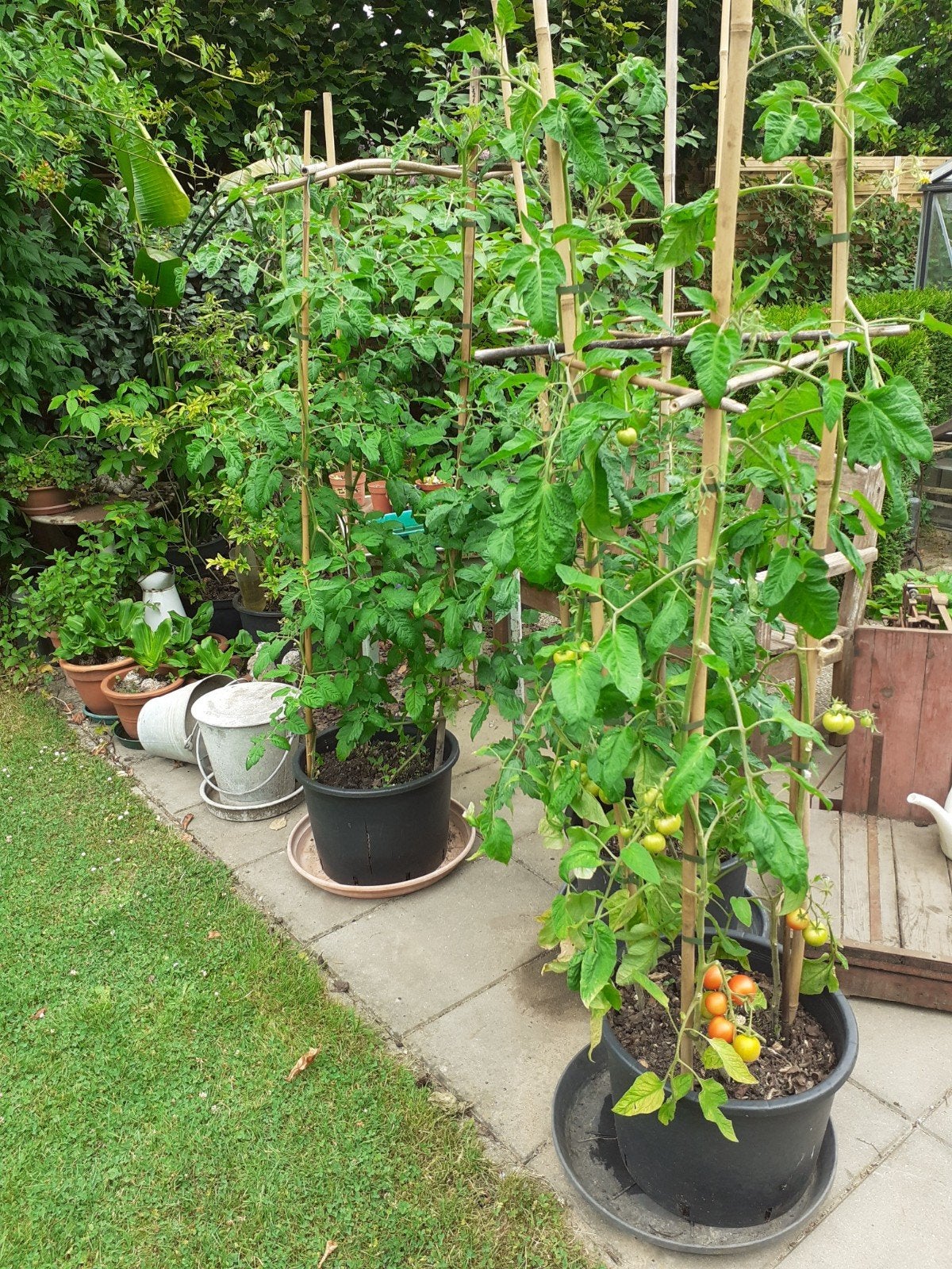 Tomatenplanten in pot, Ophalen, Overige soorten