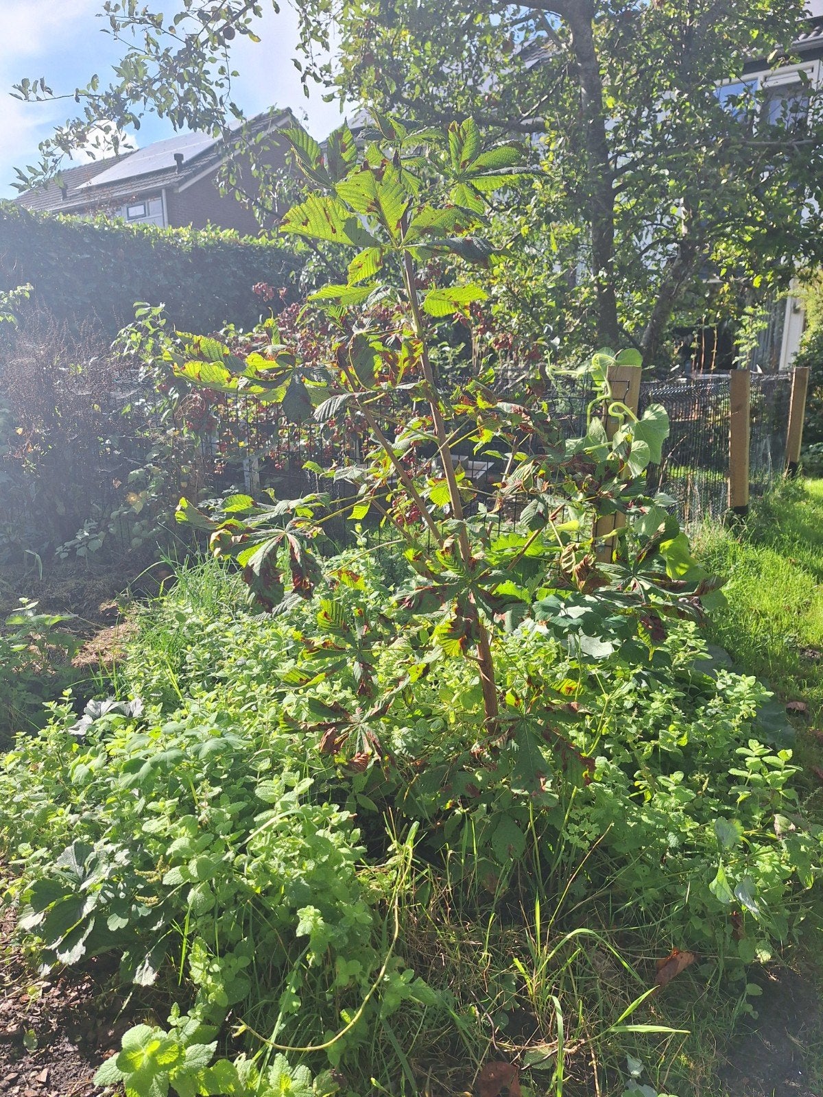 Jonge Kastanjeboom - Ideaal voor uw tuin!, Tuin en Terras, Overige soorten, Lente, 100 tot 250 cm, Ophalen