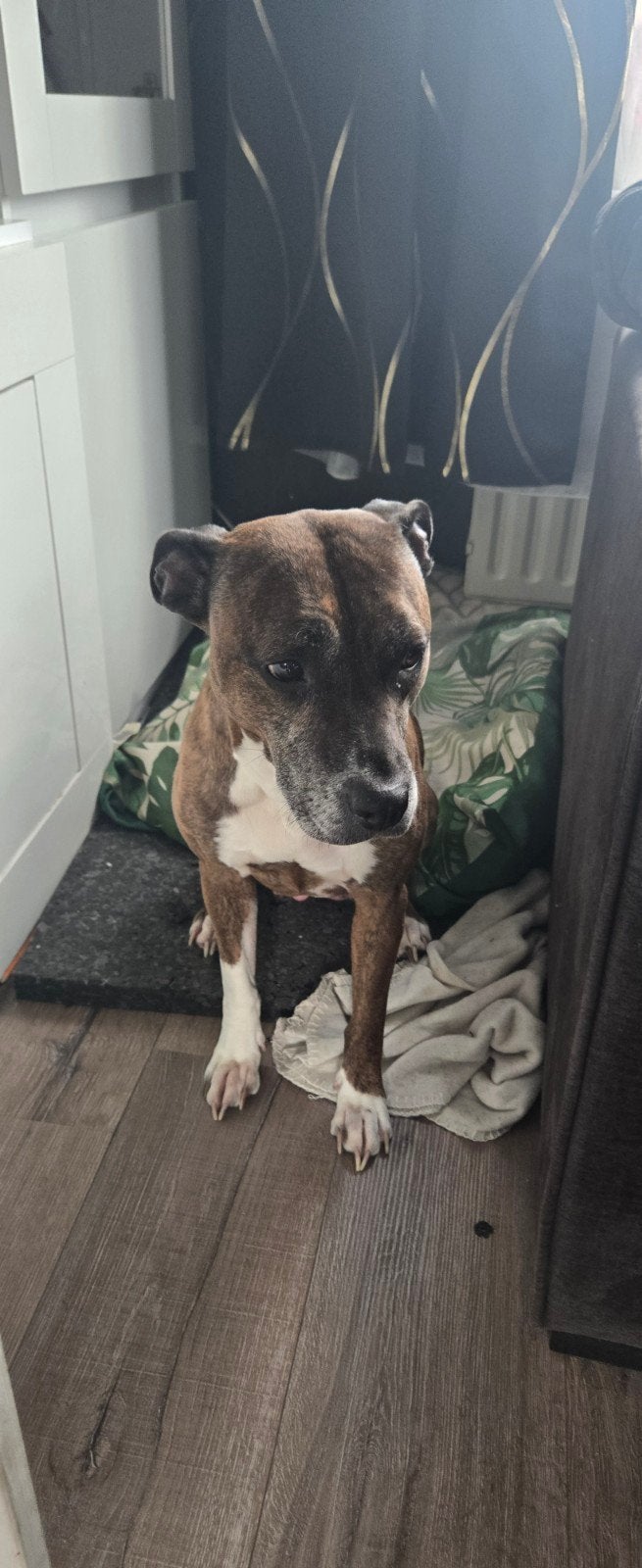 2 honden af te halen, Dieren en Toebehoren, Bulldog, Meerdere, Meerdere dieren, 3 tot 5 jaar