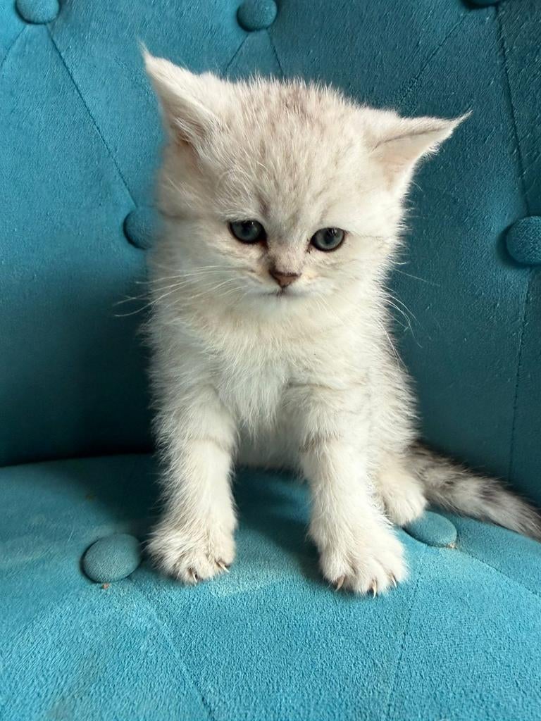 Kittens British korthaar, Meerdere dieren, Met stamboom, 0 tot 2 jaar