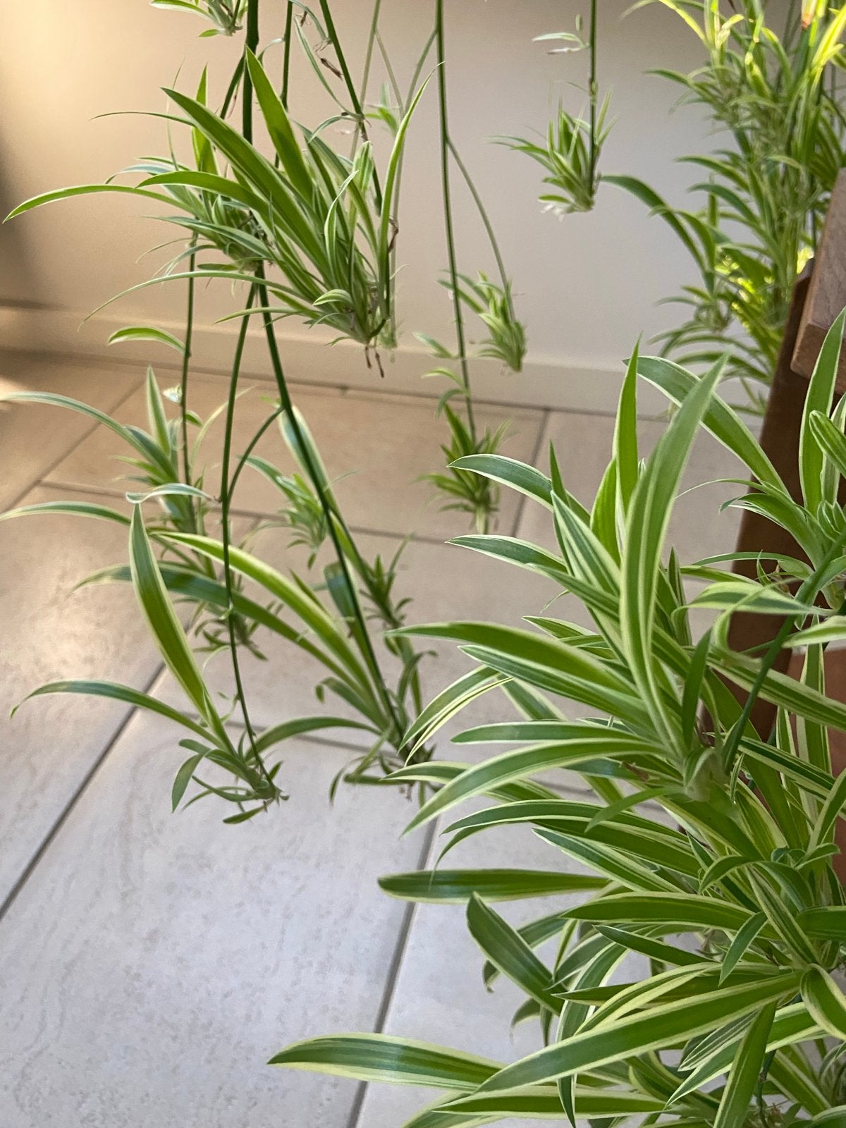 Gratis- Grasleliestekjes -Jonge plantjes, Ophalen, Overige soorten, Halfschaduw, Minder dan 100 cm