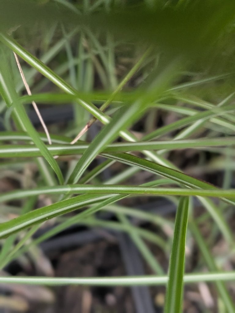 Miscanthus sinensis 'Gracillimus' – Prachtriet p9, Ophalen, Vaste plant, Siergrassen, Bloeit niet