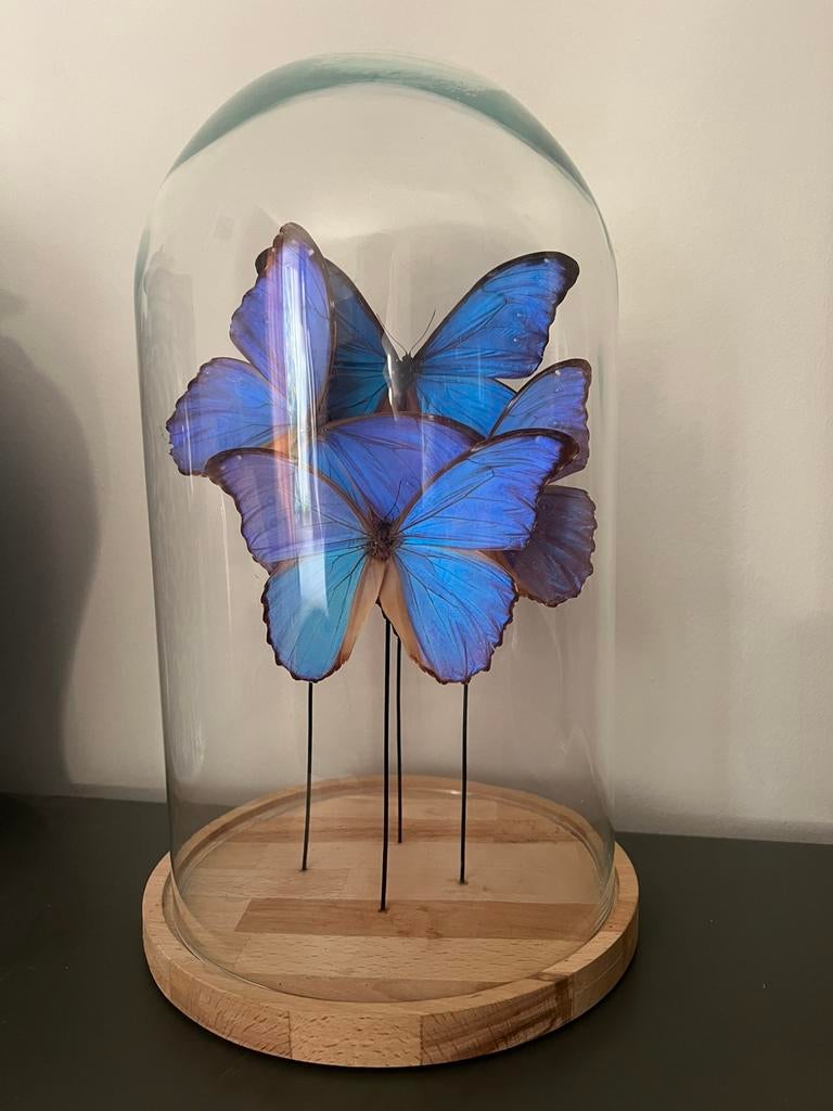Stolp met opgezette vlinders blue morpho’s, Ophalen, Zo goed als nieuw