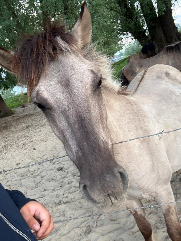 Verzorg pony gezochg, Ophalen of Verzenden, Zo goed als nieuw