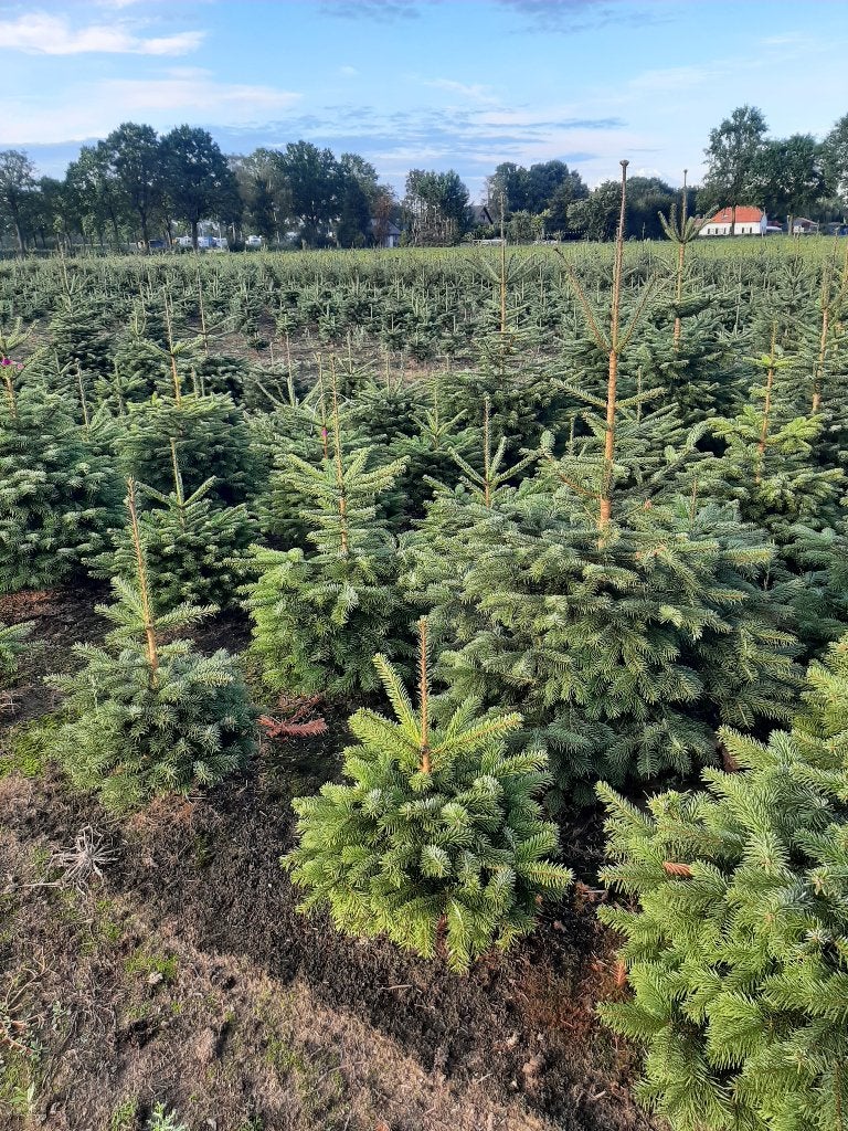 Kerstbomen te koop, Tuin en Terras, Bloeit niet, Overige soorten, Minder dan 100 cm, Ophalen
