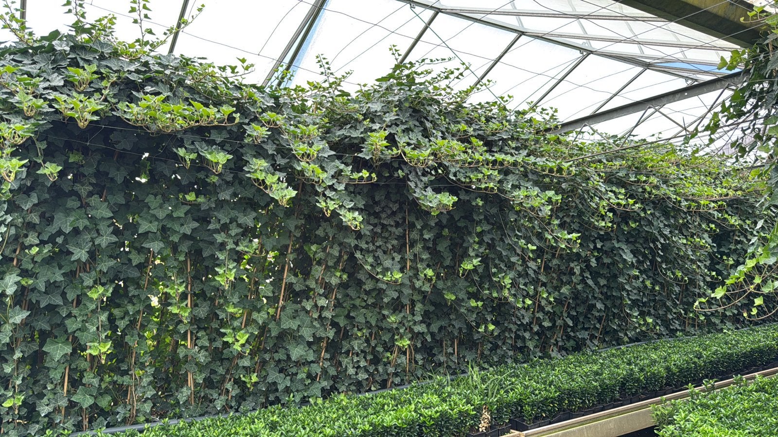 100 Hedera hibernica 250/300 cm incl. bezorging, Ophalen, Vaste plant, Bloeit niet, Halfschaduw
