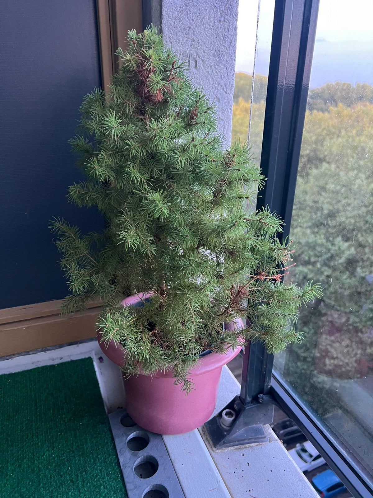 Spar bom groene met pot, Tuin en Terras, Bloeit niet, Halfschaduw, Minder dan 100 cm, Overige soorten