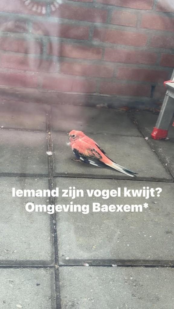 Gevonden Bourkes Parkiet in baexem