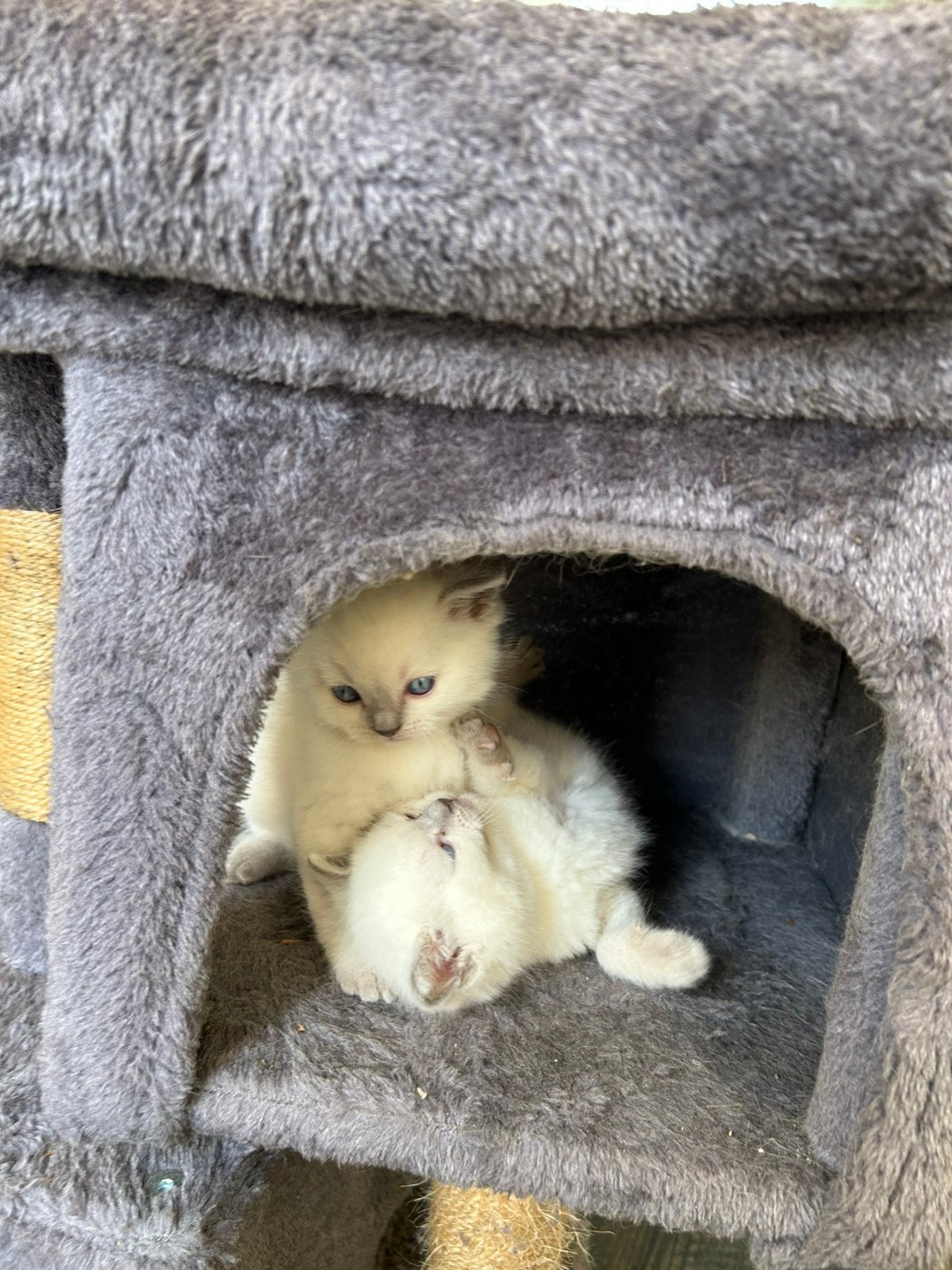 Britse Korthaar Blue Point kittens, Meerdere dieren, Ontwormd, 0 tot 2 jaar