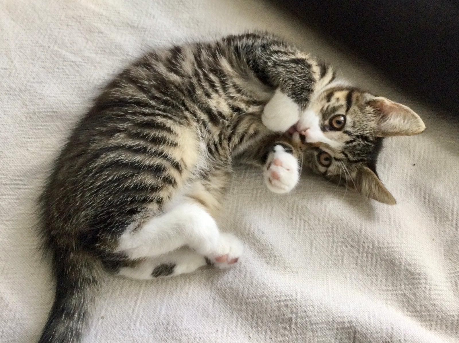 Prachtige kitten, tabby katertje Blauwerus X Britse korthaar, Dieren en Toebehoren, Kater, Ontwormd