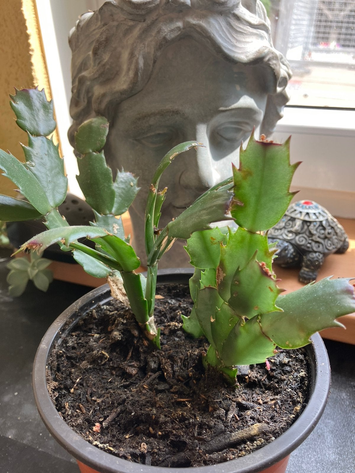 Lidcactus • Schlumbergera, Ophalen