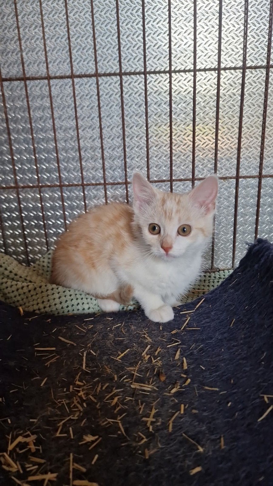 Lief rood poesje zoekt personeel (entingen en chip al gehad), Poes