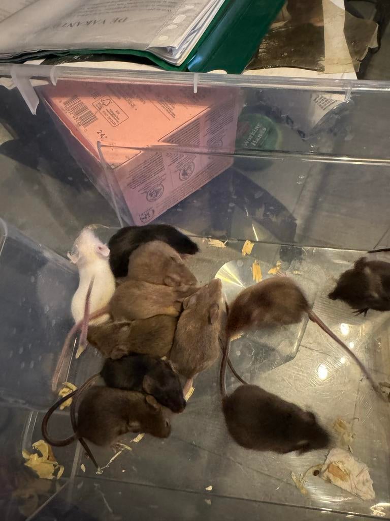 Jonge kleurenmuisjes te koop, Maart, Meerdere dieren, Muis