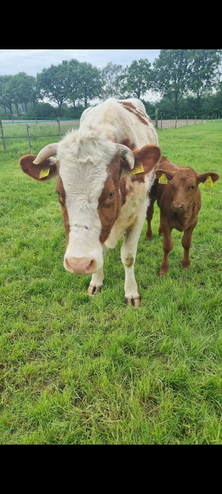 Zuiver Mrij koe en vaars kalf Mrij x Red Angus, Dieren en Toebehoren, Vrouwelijk