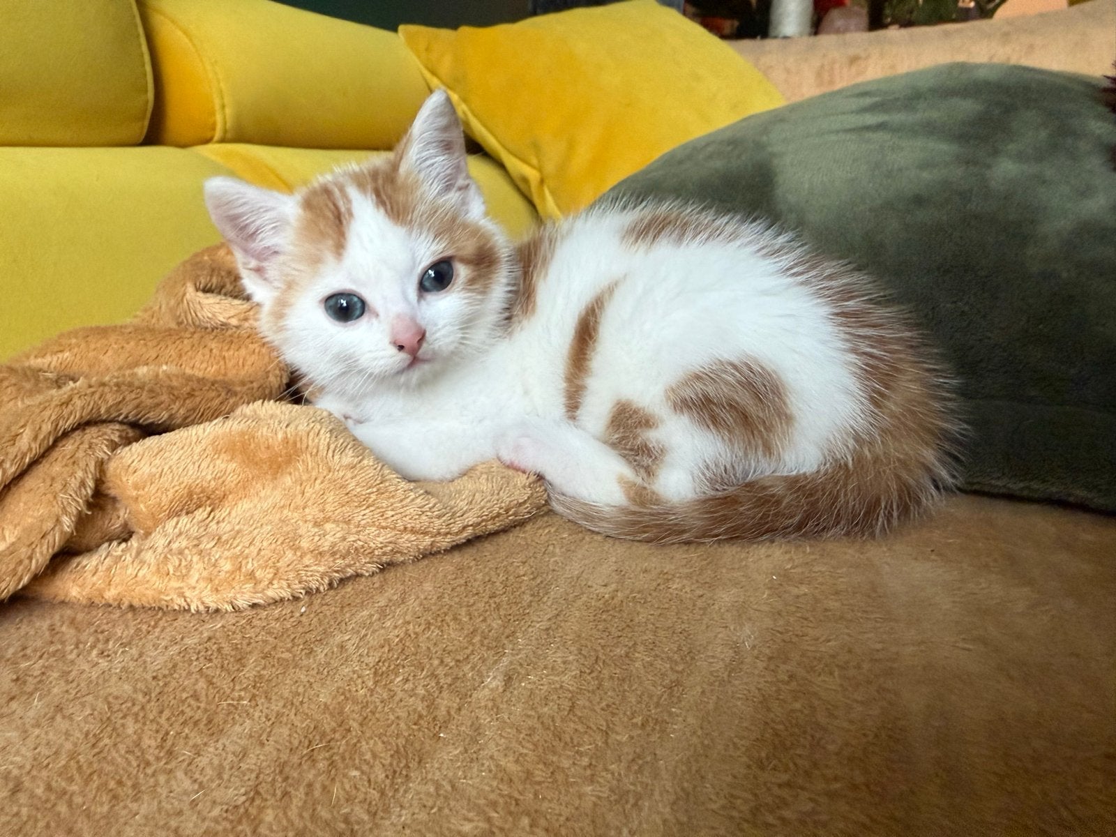 🤍🧡Lieve wit-rode kater zoekt een liefdevol thuis! 🧡🤍, Kater, 0 tot 2 jaar