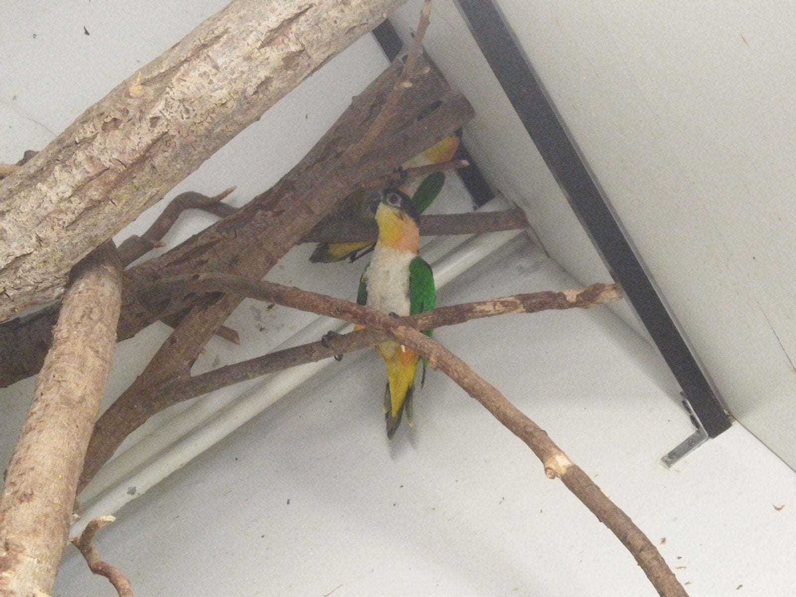 Zwartkap caique, Meerdere dieren, Papegaai