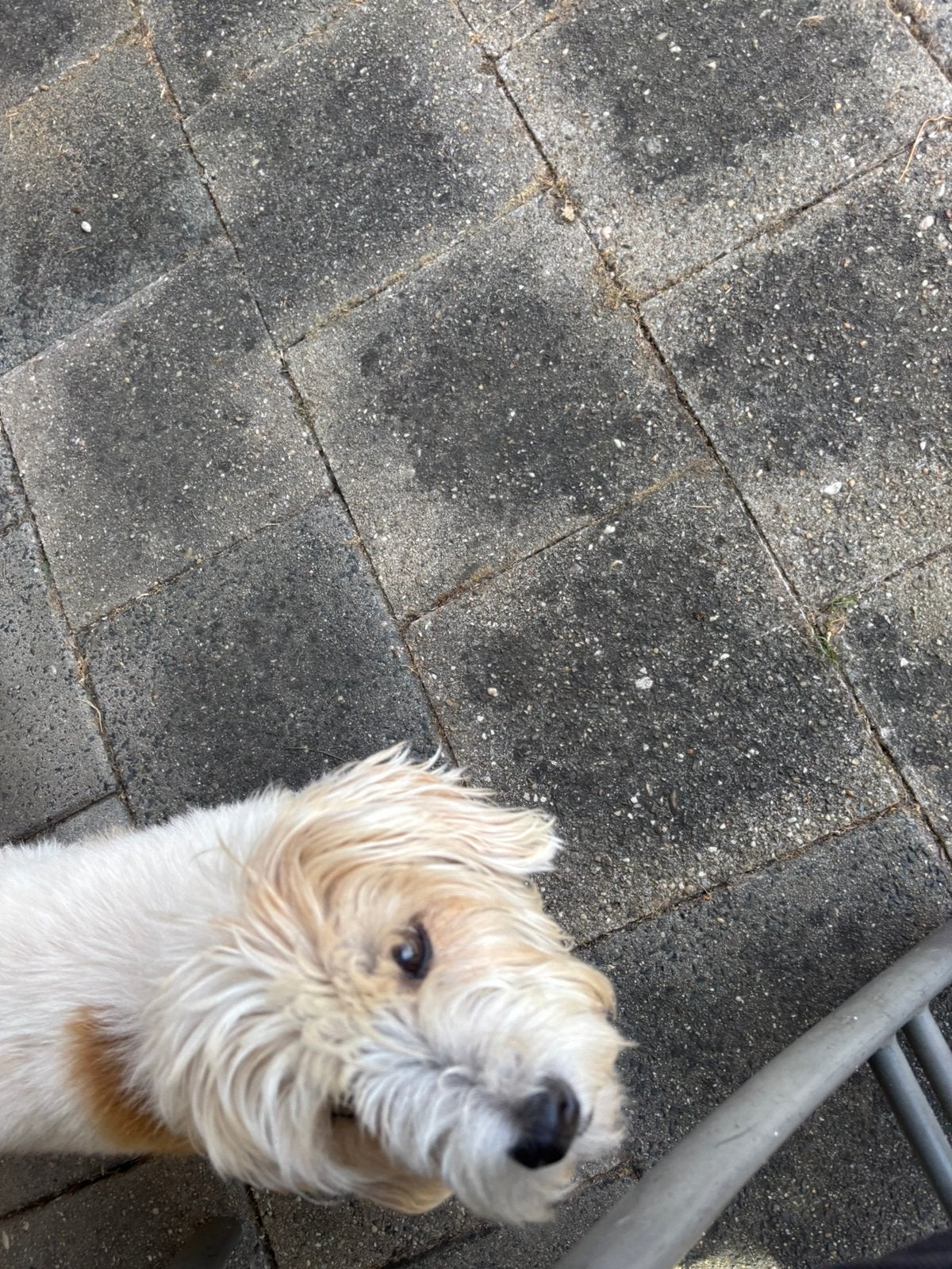 Jack russel 10 jaar, 6 jaar of ouder, Jack Russell Terriër, Reu, Parvo