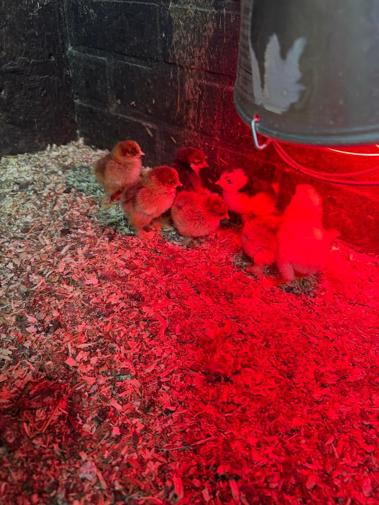 Kuikens zweedse bloemkip brahma kriel goud patrijs, Geslacht onbekend, Kip