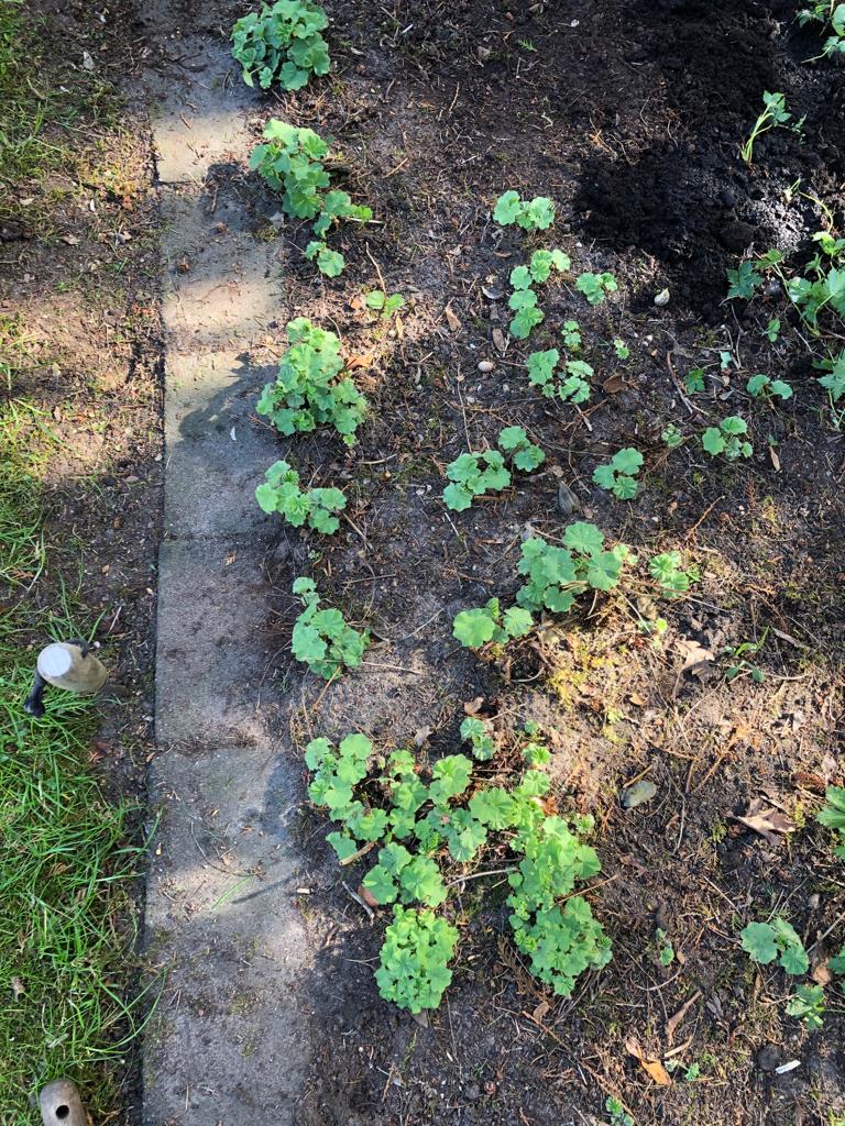 Vrouwenmantel vaste plant, Vaste plant, Halfschaduw, Zomer, Ophalen