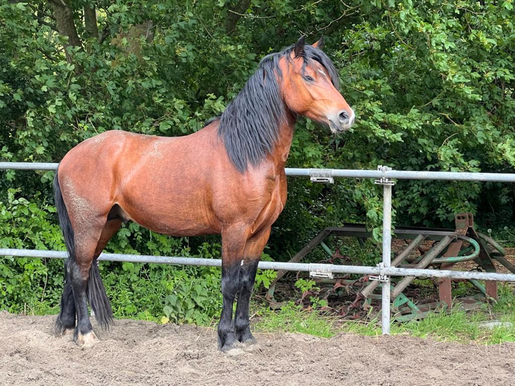Bijzonder goed bewegende welsh pony, Dieren en Toebehoren, Pony's, Met stamboom, Dressuurpony, Hengst, 3 tot 6 jaar