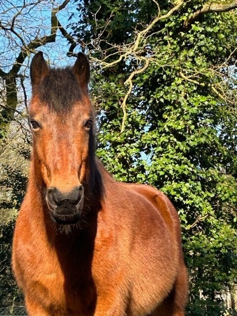 Wiedemaatje Ruin, Dieren en Toebehoren, Ruin, Niet van toepassing, 11 jaar of ouder, Recreatiepony