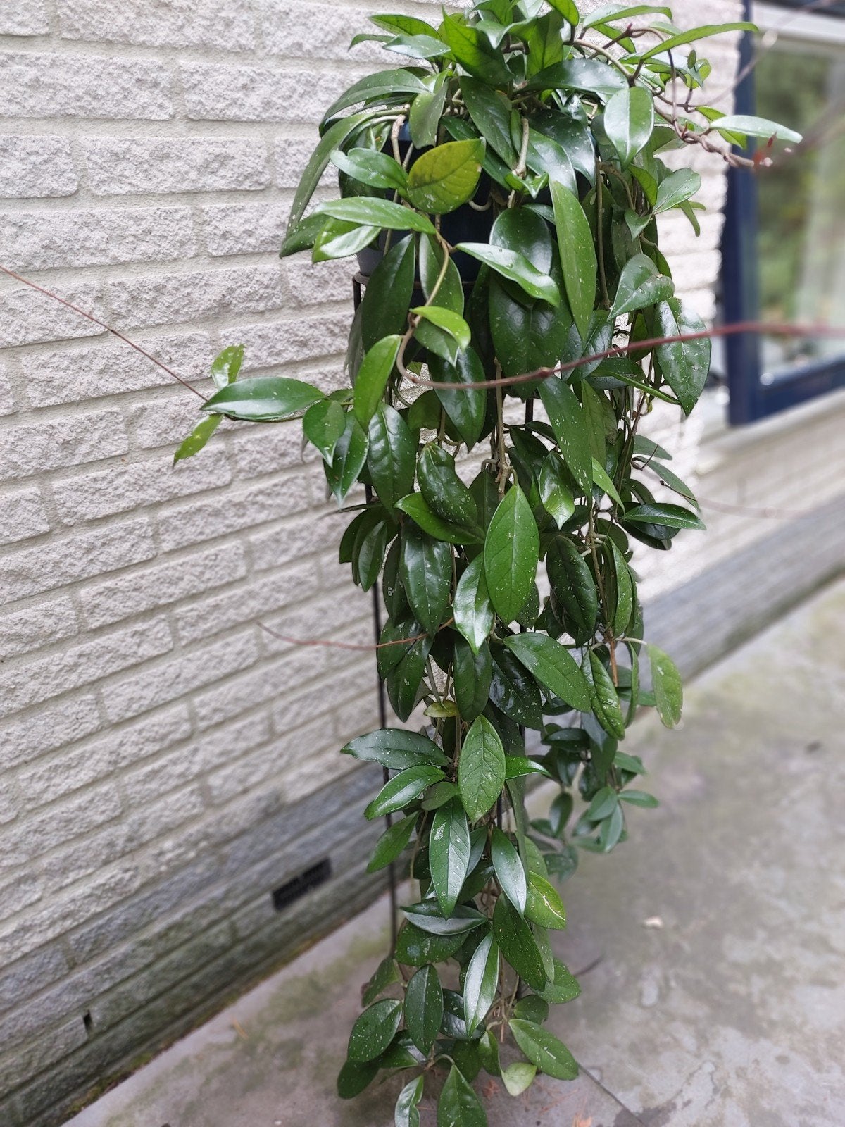 Kamerplant, Ophalen, Volle zon, Overige soorten, Minder dan 100 cm