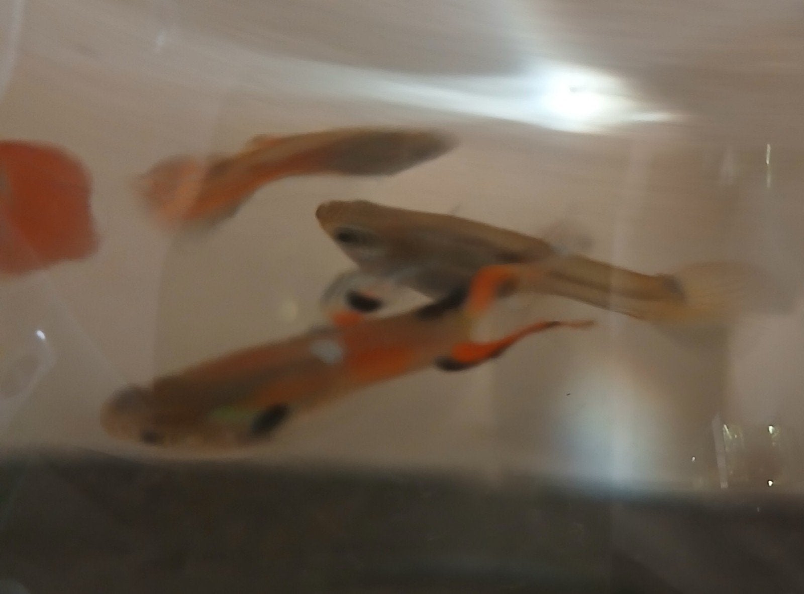 guppy s, Vis