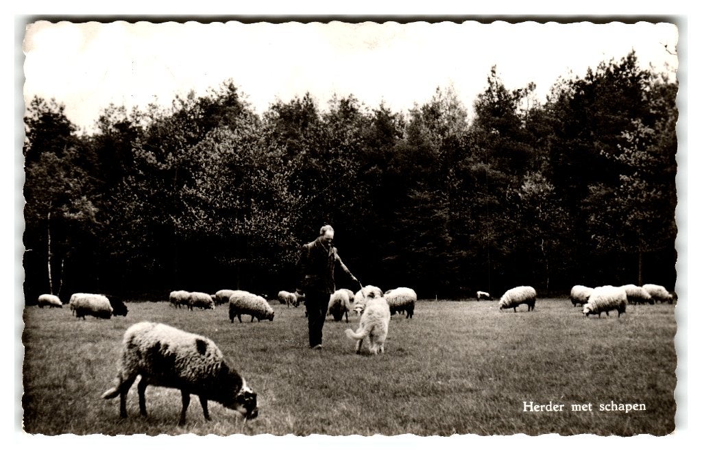 Zwartemeer, Herder met schapen, Verzenden, 1960 tot 1980, Gelopen, Drenthe