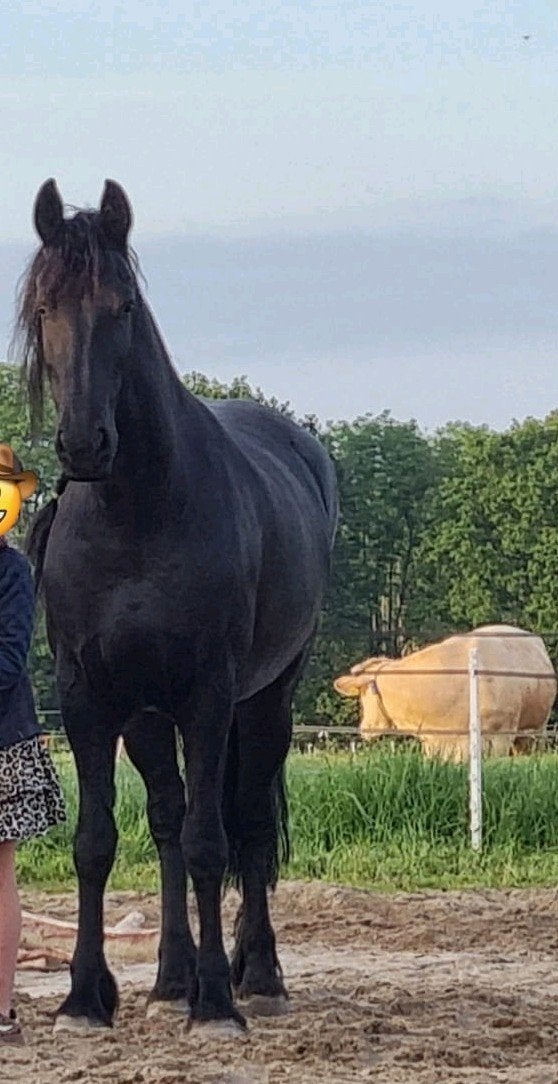 Lieve, leergierige Friese stamboekmerrie 3e premie (L2), Dieren en Toebehoren, Merrie, Met stamboom, Dressuurpaard, 3 tot 6 jaar