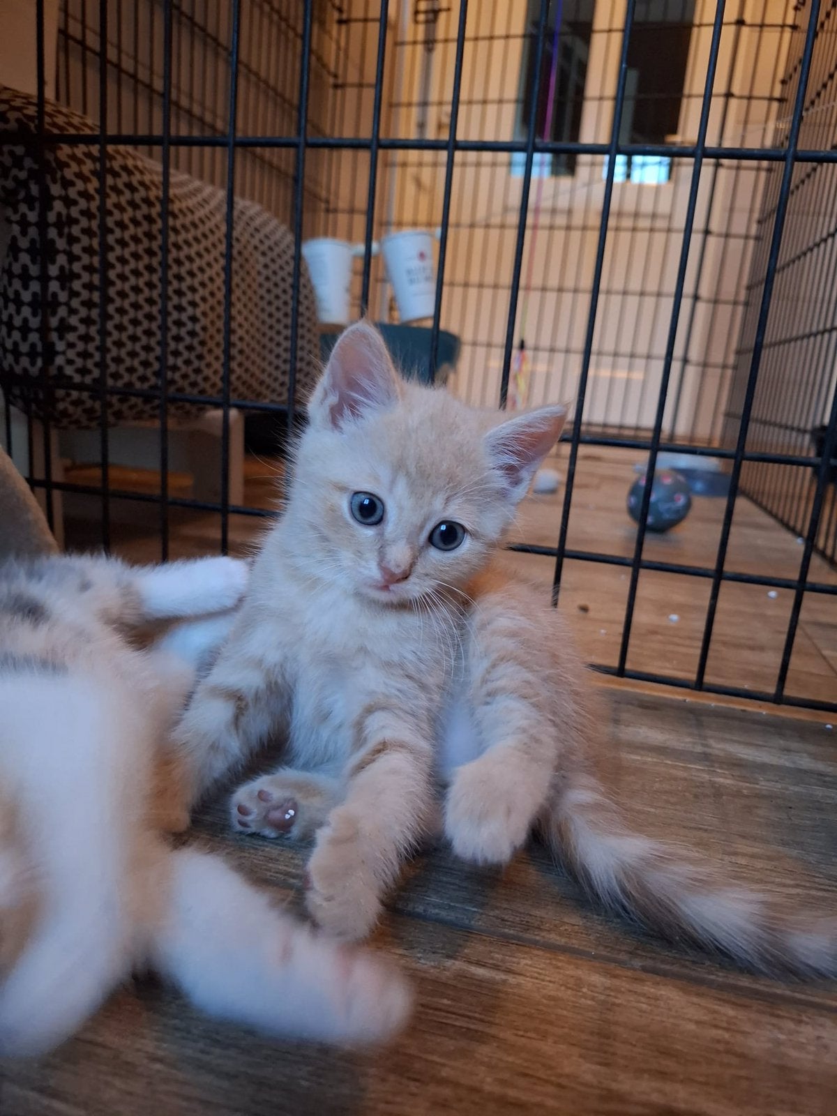kittens, Dieren en Toebehoren, Meerdere dieren, Kortharig, 0 tot 2 jaar