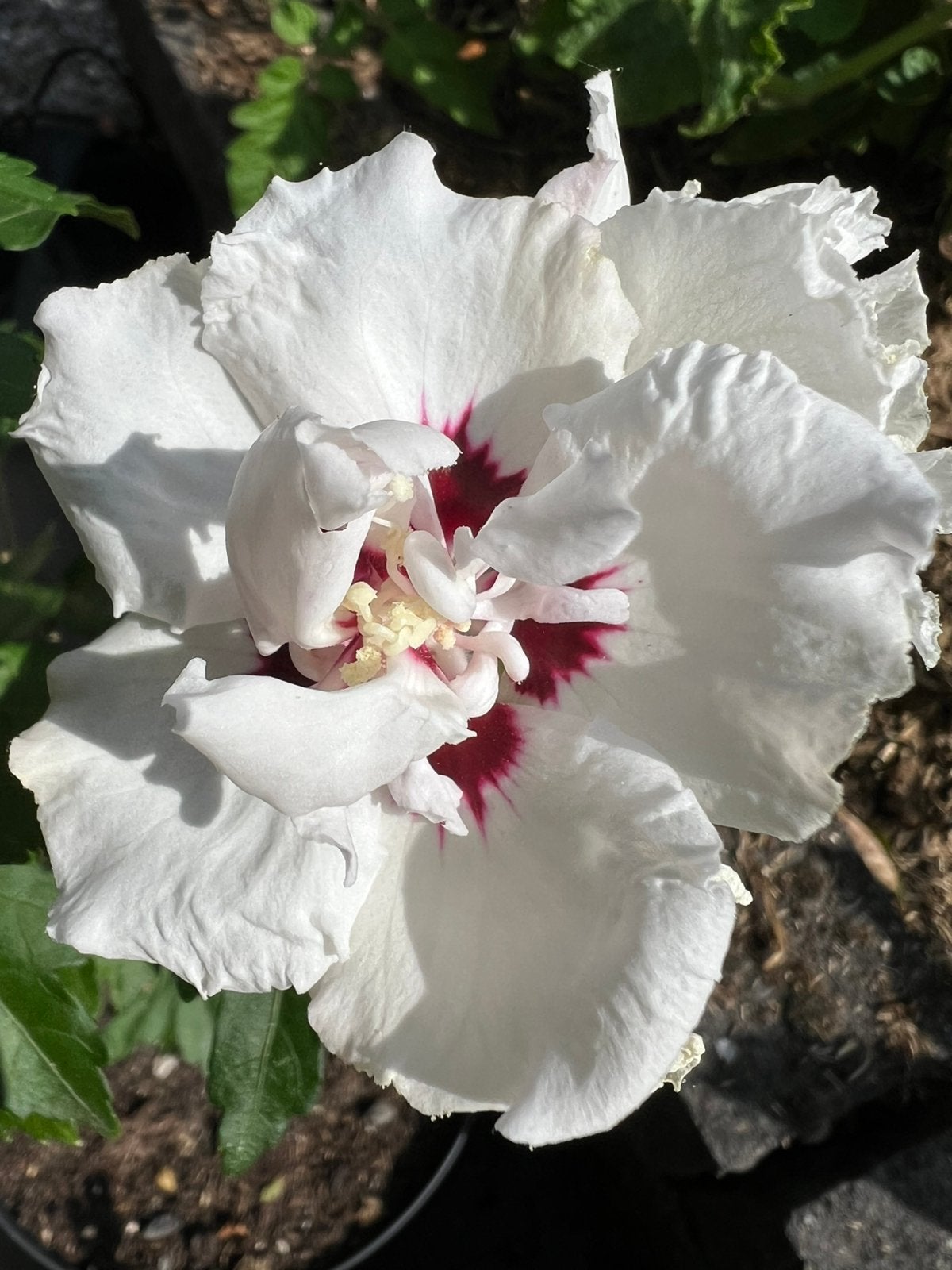 Uitzoeken hibiscus dubbele of enkele bloem ✅ verzenden, Tuin en Terras, Planten | Struiken en Hagen, Ophalen of Verzenden, Overige soorten