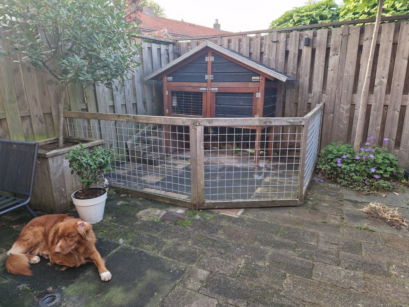 Groot konijnenhok inclusief ren., Ophalen, 90 cm of meer, Konijn, Hok