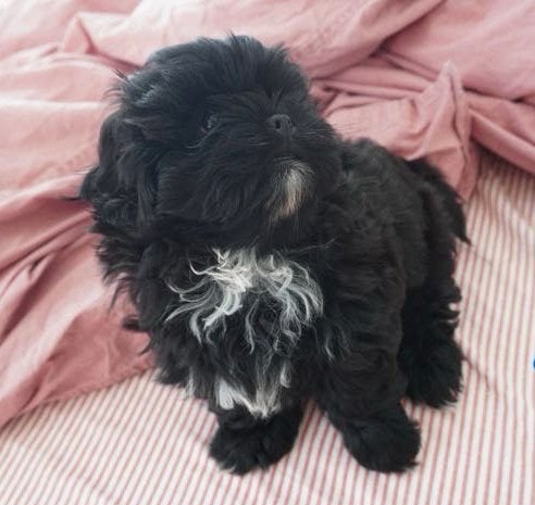 Shih Tzu x Shih Poo Puppy Reutje Frodo, Dieren en Toebehoren, Honden | Chihuahua's en Gezelschapshonden, Reu, Overige rassen, Particulier