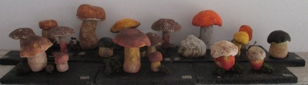 collectie oude modellen paddestoelen uit school apotheek 22, Verzenden