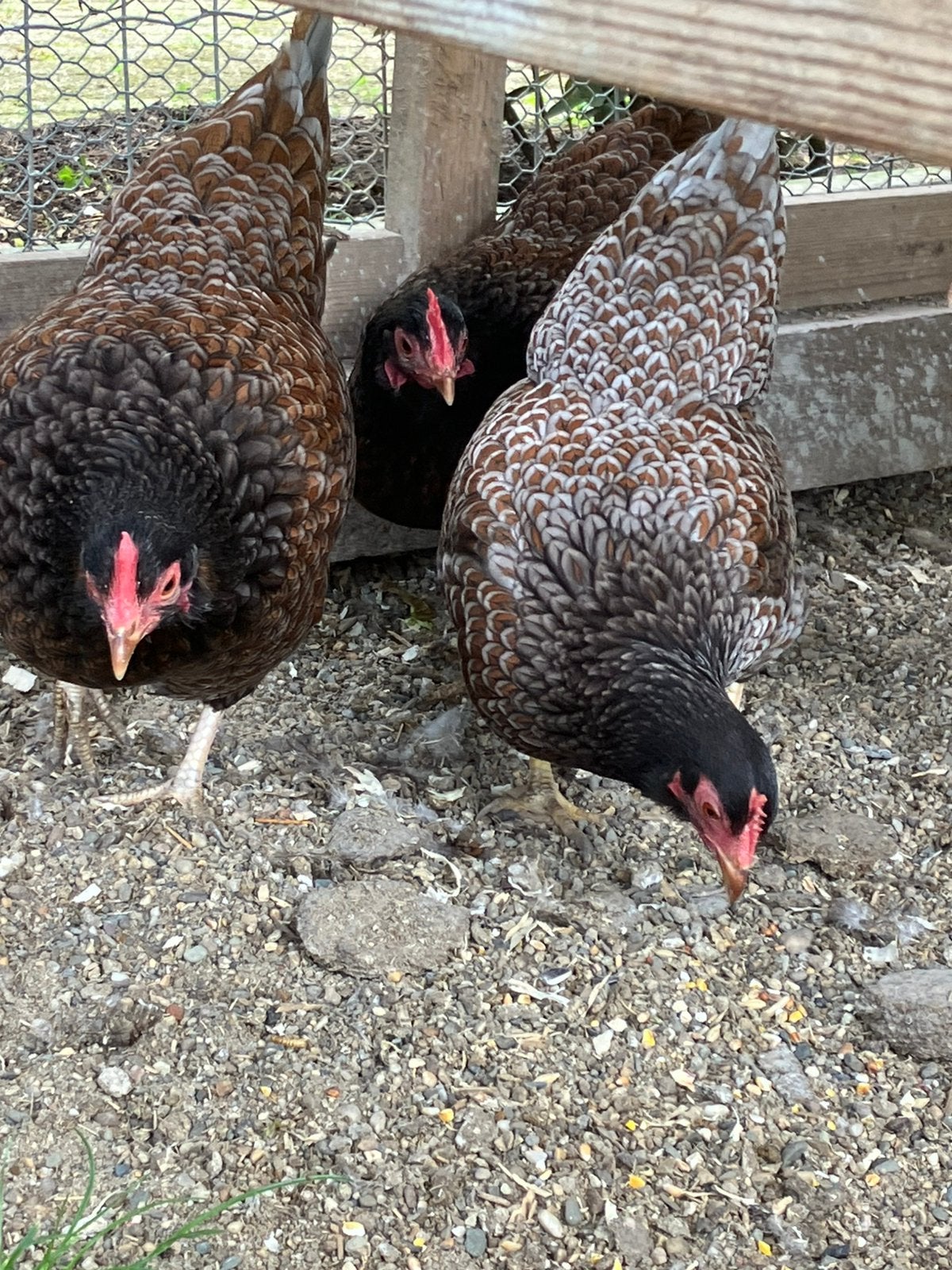 Blauw gezoomde Barnevelder krielkippen, Dieren en Toebehoren, Pluimvee, Vrouwelijk, Kip