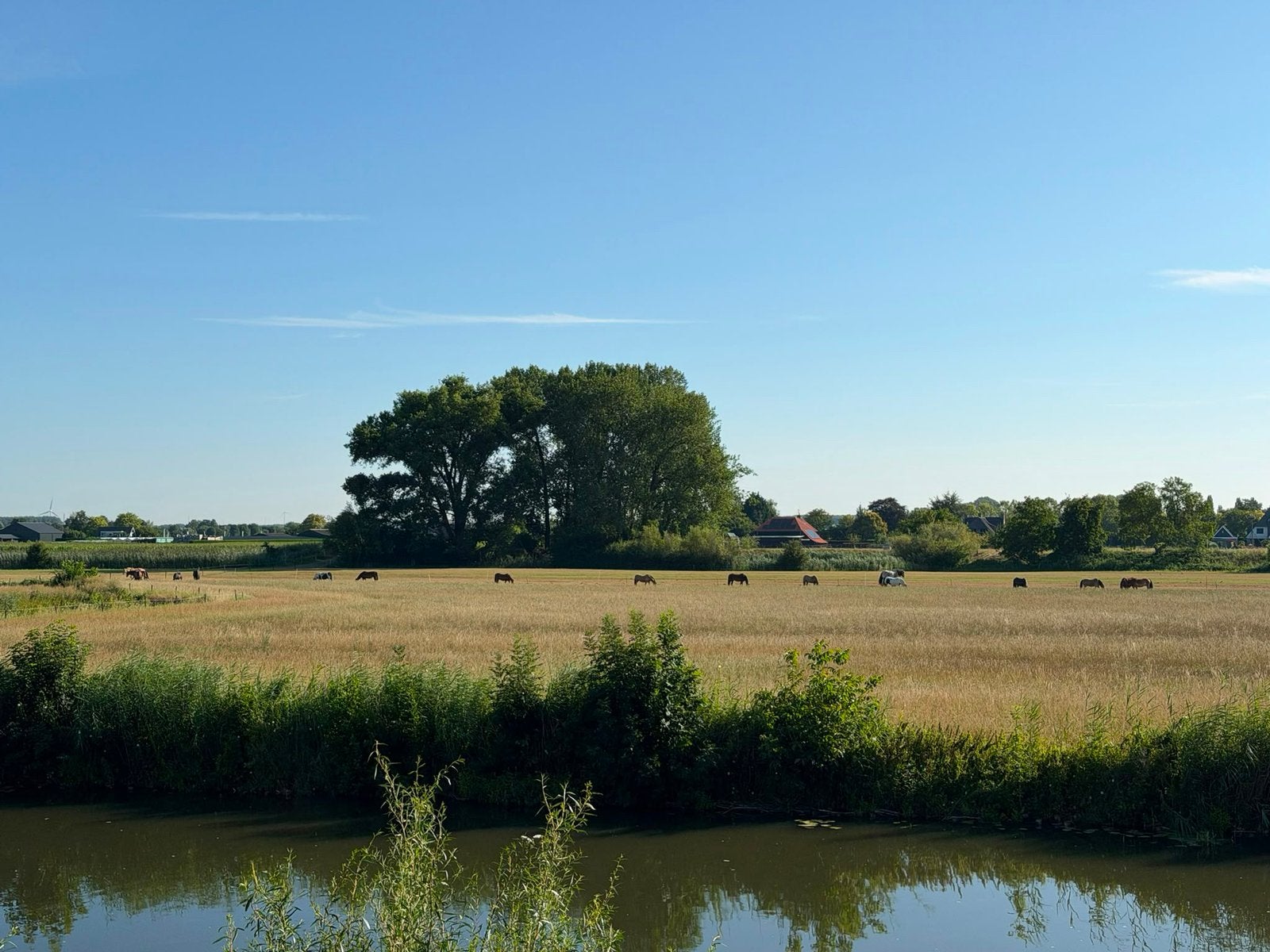 Paarden, pensionstalling met weidegang 24/7 buiten ., Dieren en Toebehoren, Stalling en Weidegang, Weidegang