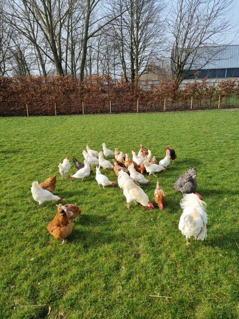 Broedeieren legkip, Dieren en Toebehoren, Pluimvee, Geslacht onbekend, Kip