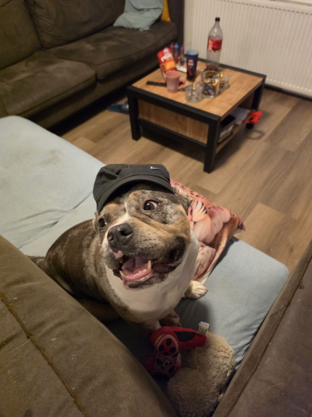 American bully, Teef, Eén hond, 3 tot 5 jaar, Nederland