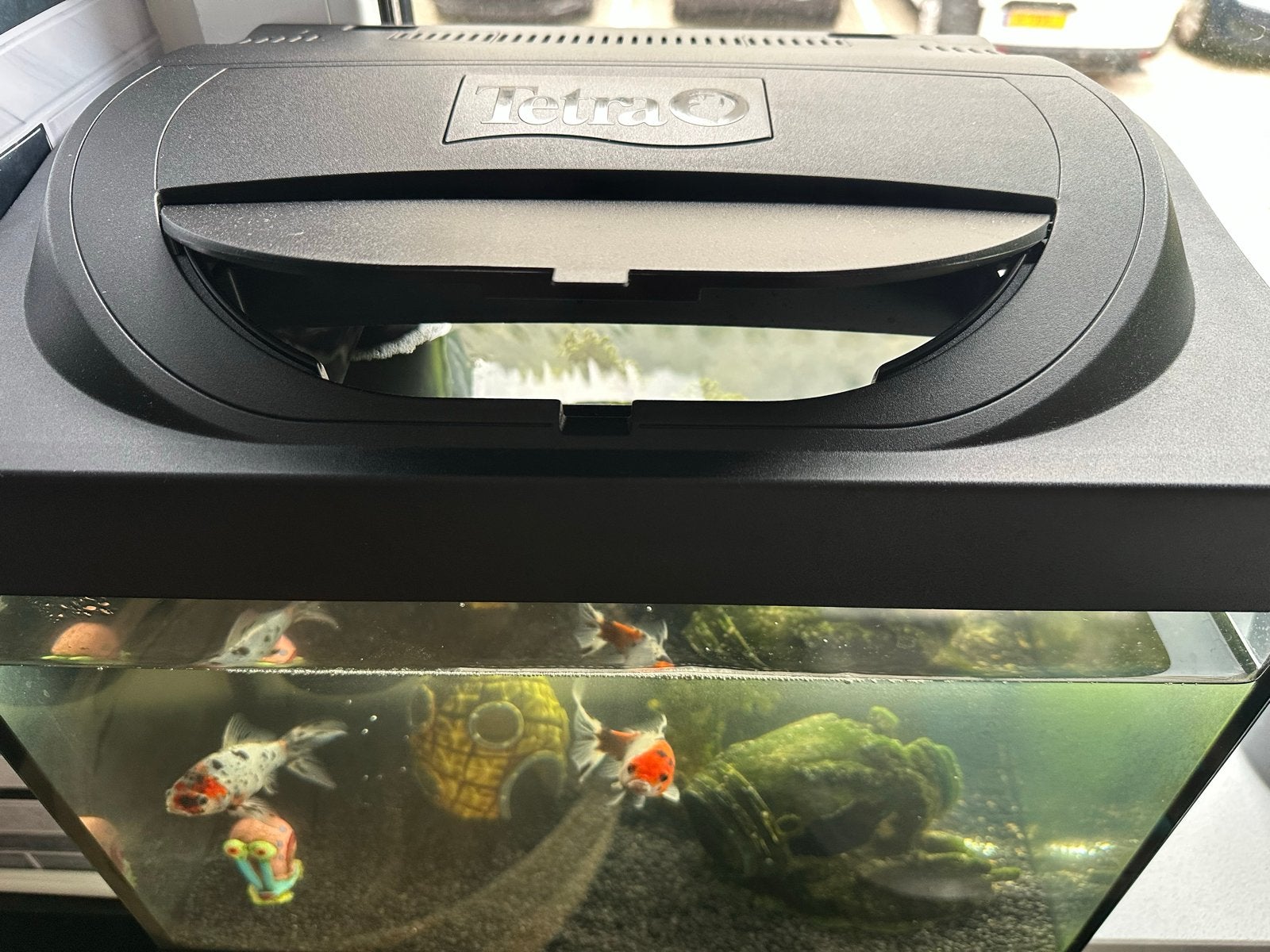 Aquarium met vissen, Ophalen, Nieuw, Gevuld zoetwateraquarium, Tetra