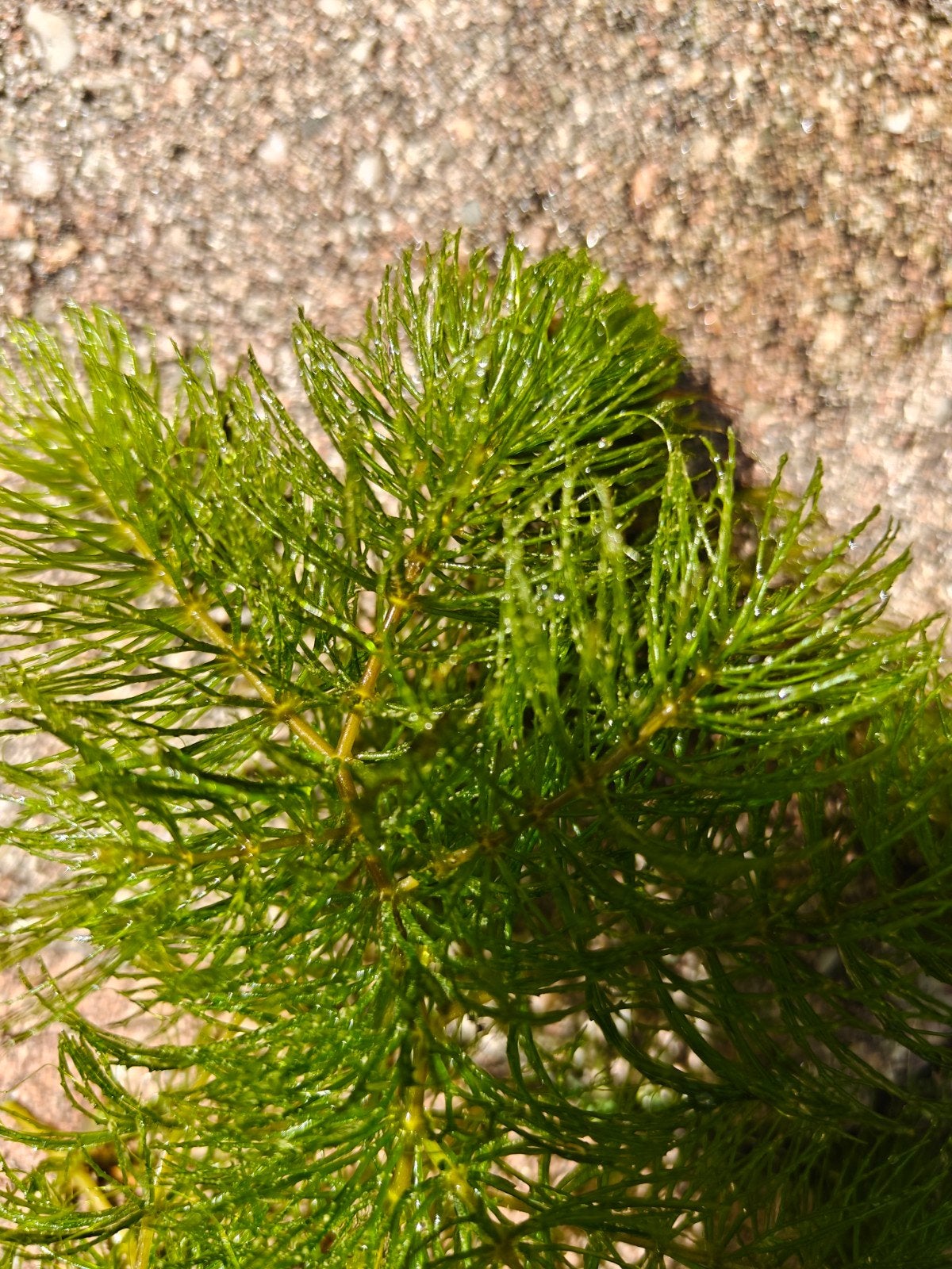 gedoornd hoornblad voor vijver, Tuin en Terras, Vijvers, Ophalen