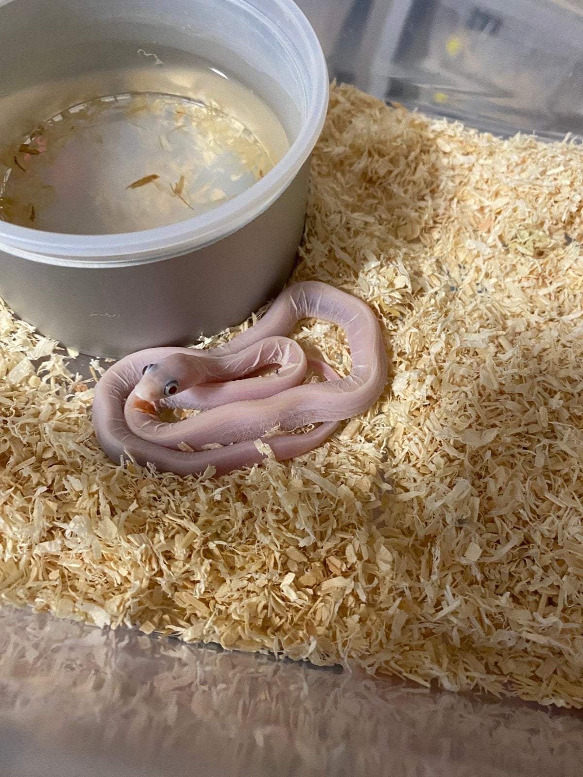 Haakneuzen en korenslangen Corn Snake photo 7