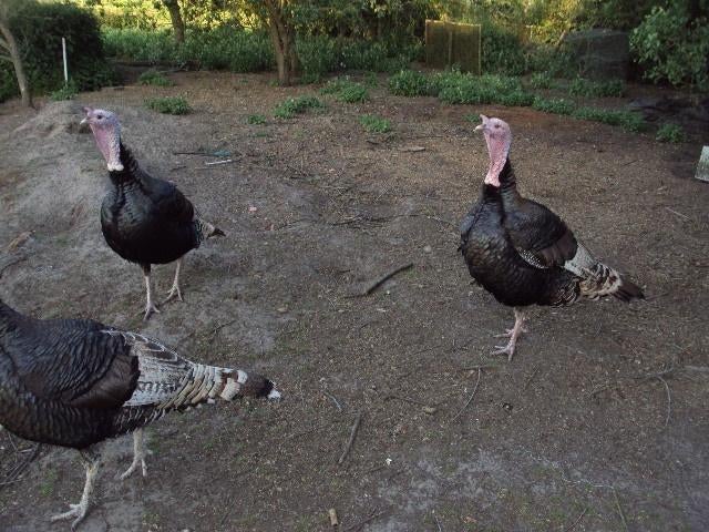 kalkoen, Meerdere dieren, Kalkoen