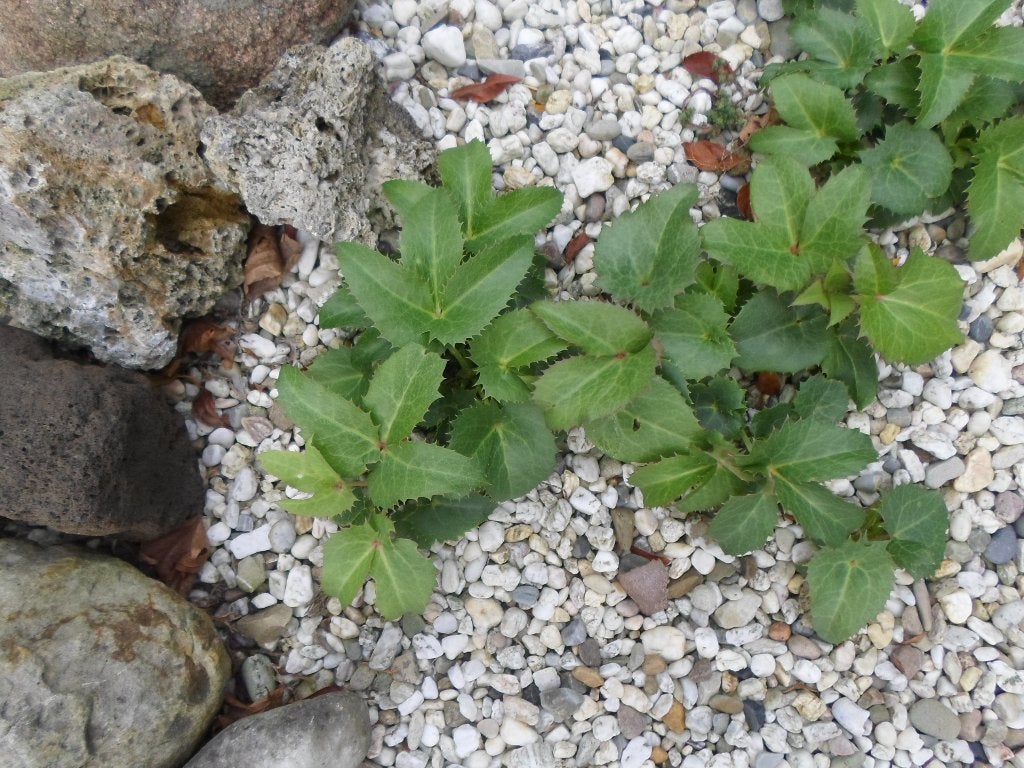 Helleborus.    15  stekken   voor   7   euro., Volle zon, Vaste plant, Zomer, Ophalen