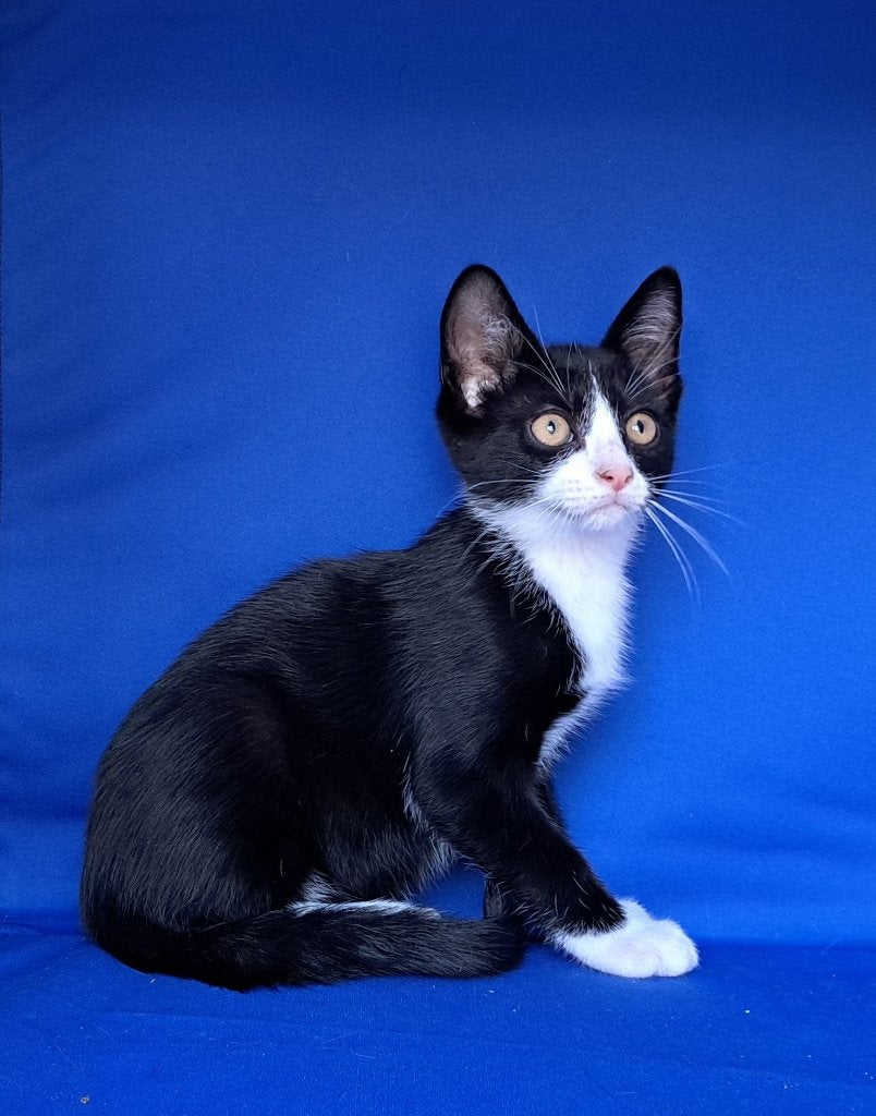 Prachtige Eurpese korthaar kittens, Meerdere dieren, Kortharig, 0 tot 2 jaar