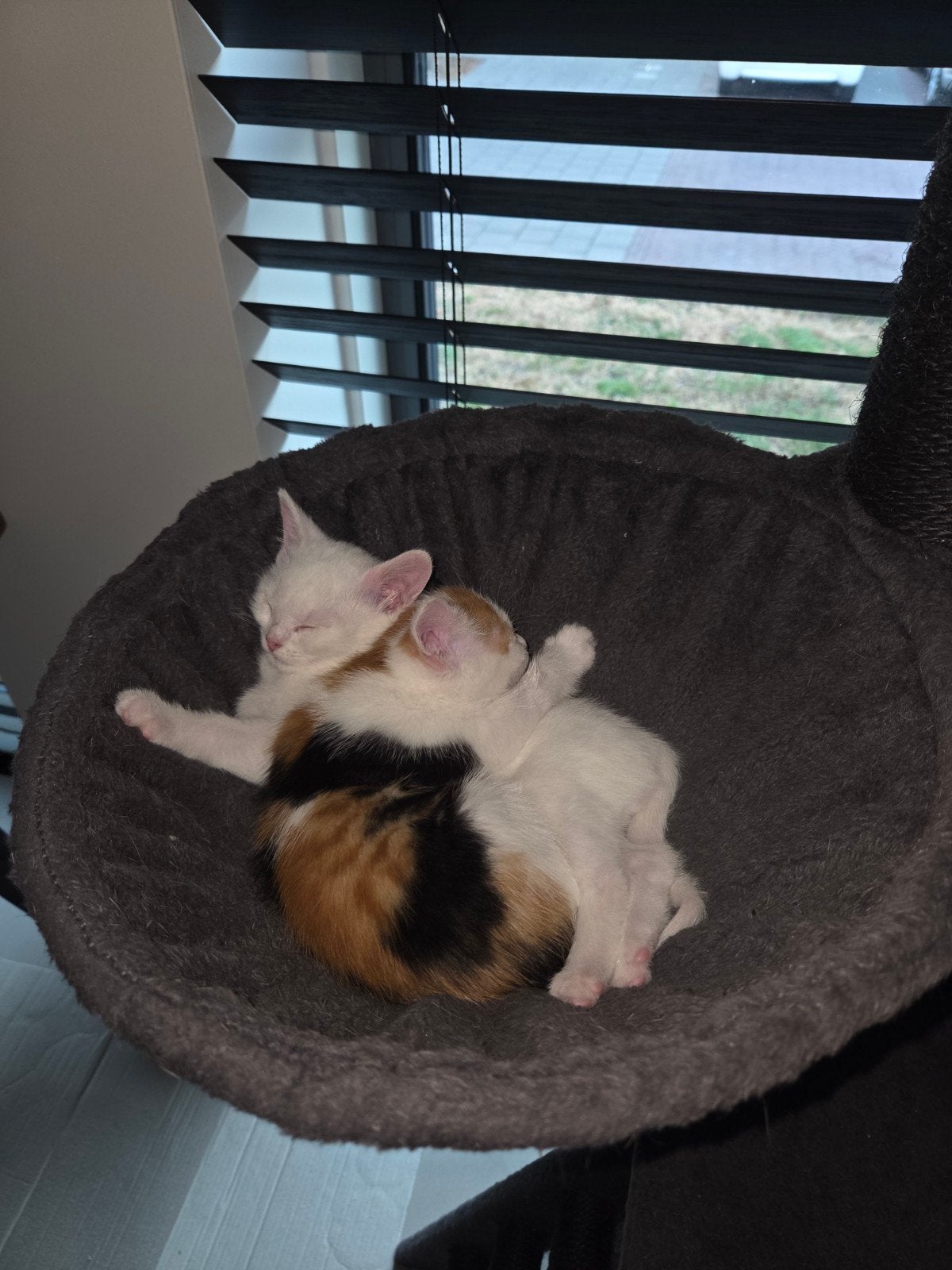 Kittens te koop!, Dieren en Toebehoren, Meerdere dieren, Kortharig, 0 tot 2 jaar
