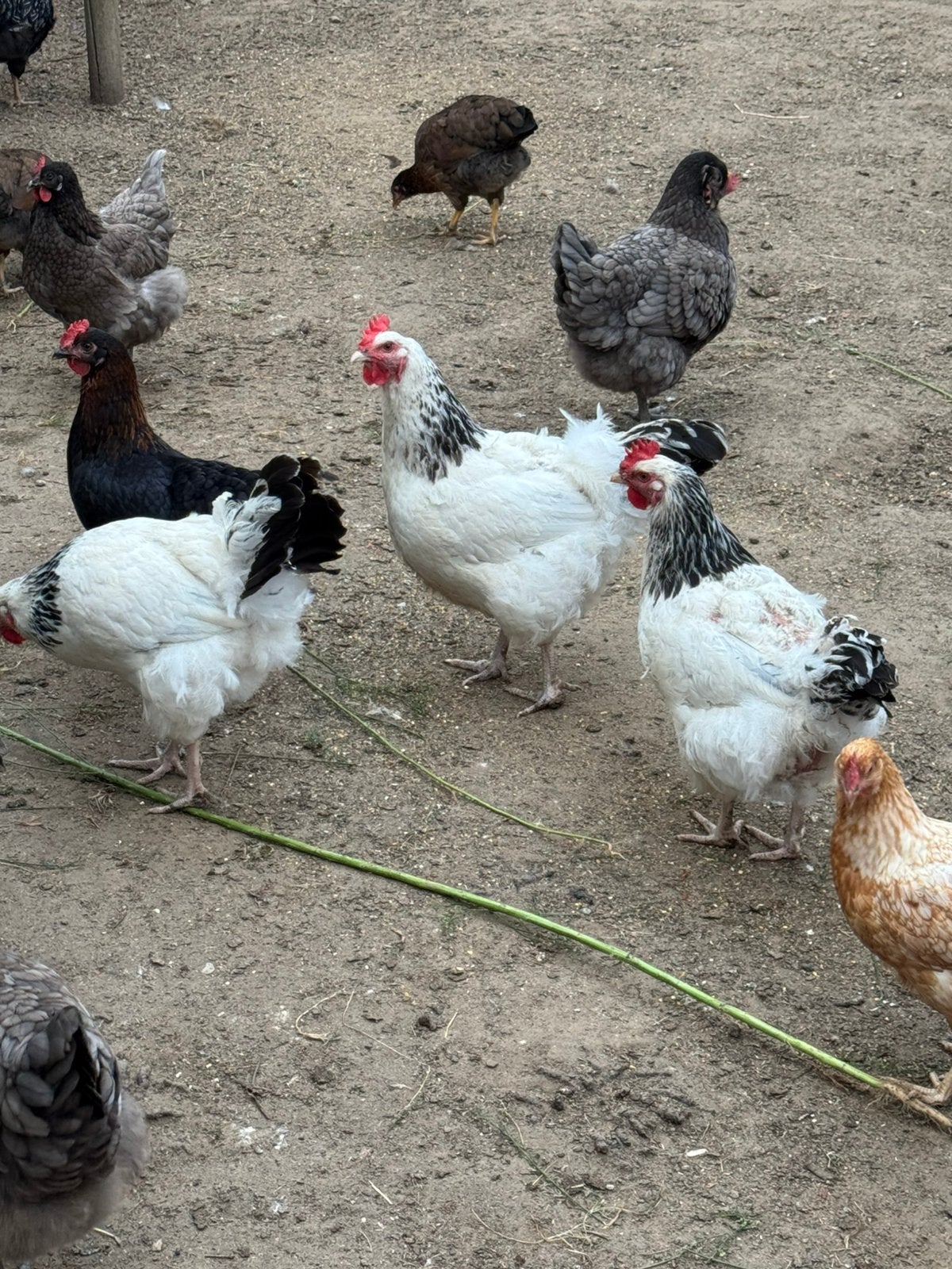 3 Sussex hennen te koop., Dieren en Toebehoren, Pluimvee, Vrouwelijk, Kip